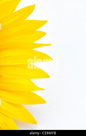 Pétales de tournesol sur fond blanc Banque D'Images