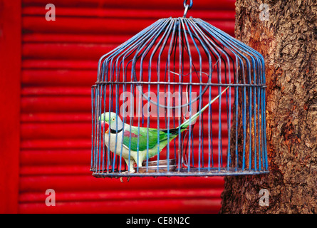 Parrot in cage , Bandhavgarh parc national , Madhya Pradesh , Inde , asie Banque D'Images