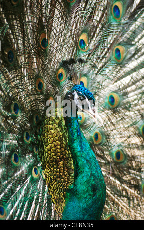 HMA 80032 : Indian Bird Peacock dancing close up ouvrir Alappuzha Kerala Inde plumes Banque D'Images