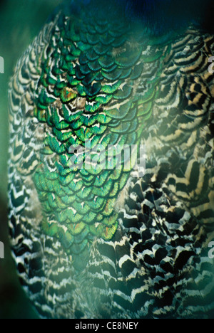 Plumes de paon d'oiseau , Pavo statut , peau de paafhibou commun , inde , asie Banque D'Images