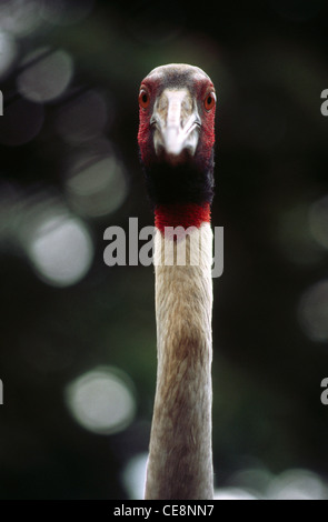 DPA 80156 : oiseau , Sarus Crane Grus antigone Banque D'Images