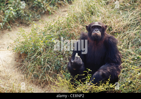 Chimpanzé Banque D'Images