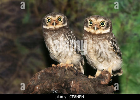 Oiseaux , Owlets , Owlet tacheté , Athene brama , Inde , asie Banque D'Images