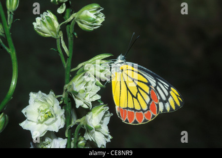 Papillon , Jezebel commun , delias eucharis , inde , asie Banque D'Images