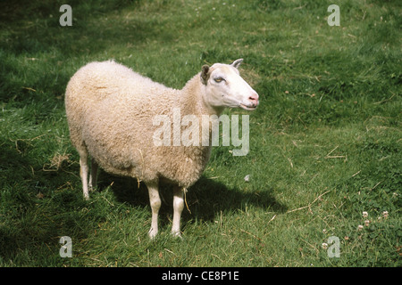 Mouton , Ovis aries , Suède , Europe Banque D'Images