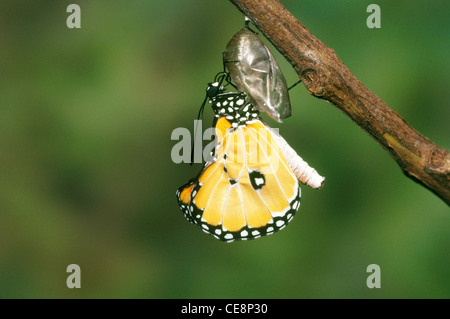 80212 IKA : Butterfly série émergentes Plain Tiger Danaus Chrysippe 12 Banque D'Images