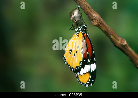 80214 IKA : Butterfly série émergentes Plain Tiger Danaus Chrysippe 14 Banque D'Images