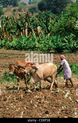 81055 NMK : indian farmer labourer les champs avec des taureaux en face de bananeraie aundah hingoli maharashtra inde Banque D'Images