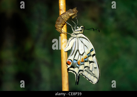 80215 IKA : Papillon indien vient de sortir machaon papilio machaon jaune Banque D'Images