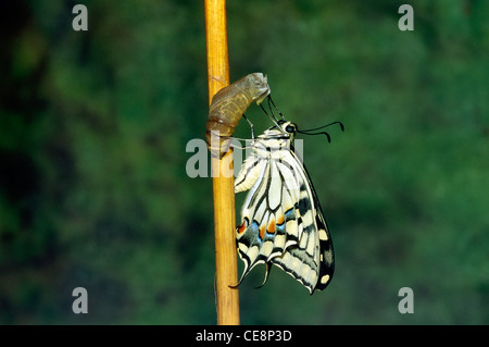 80216 IKA : papillon jaune indien émergents à queue fourchue, papilio machaon Banque D'Images