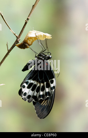 80246 IKA : Bleu papillon Mormon Papilio Polymnester 30 série émergentes Banque D'Images