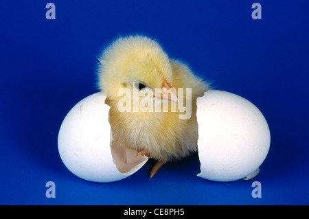 Smr 80323 : Chick qui sortent d'oeuf sur fond bleu Banque D'Images