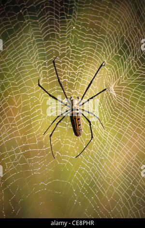 80369 : SGR et Web Spider Banque D'Images