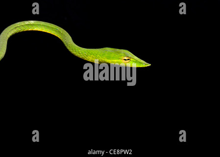 80426 IKA : Reptiles serpents , vigne indien vert serpent Long Nez Banque D'Images