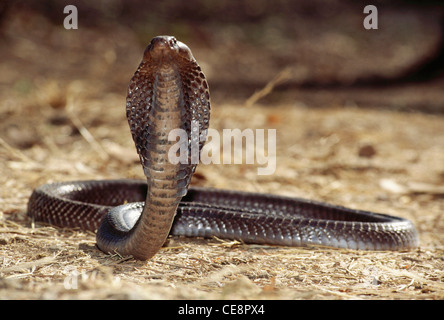 Cobra indien , Cobra asiatique , Cobra binocellate , Naja Naja , Hood Open , inde , asie Banque D'Images