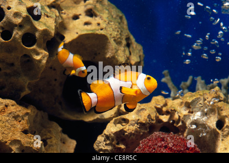 deux poissons clown dans l'aquarium , Banque D'Images