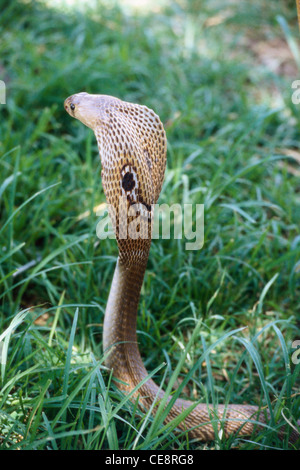 King Cobra avec le capot ouvert ; Naga panchami festival de serpent cobra Nag ; histoire ; battis shirala maharashtra ; Inde ; Banque D'Images