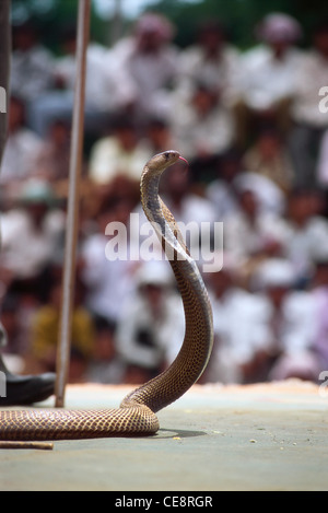 King Cobra Naja naja avec le capot ouvert ; Naga panchami Festival de serpent cobra Nag ; histoire ; battis shirala ; maharashtra inde Banque D'Images