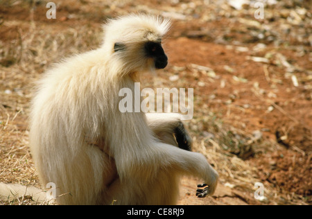 Golden Langur , le langur doré de Gee , Presbytis geei , Trachypithecus geei , inde , asie Banque D'Images