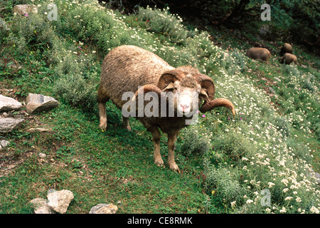Les moutons, Ovis ammon polii blyth, Pindari Randonnée Glaciaire, Uttarakhand, Uttaranchal, Inde Banque D'Images