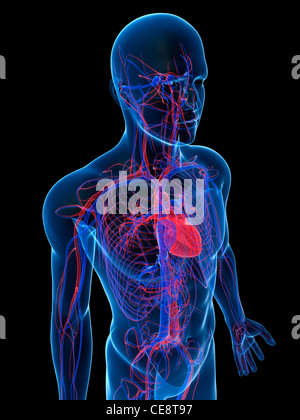 Système cardiovasculaire, l'art de l'ordinateur. Banque D'Images