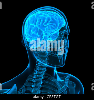 Anatomie de la tête, l'oeuvre de l'ordinateur. Banque D'Images