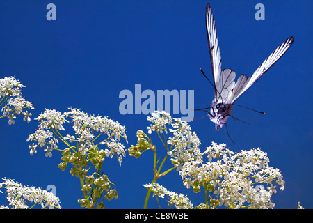 Blanc veiné de noir, Aporia crataegi Banque D'Images