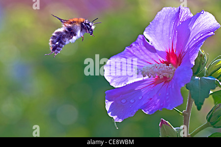 Megabombus pascuorum, Bumblebee, battant à mallow Banque D'Images