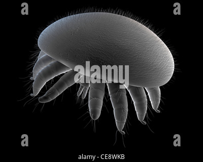 Acariens des abeilles (Varroa destructor), graphismes, illustrations. Banque D'Images