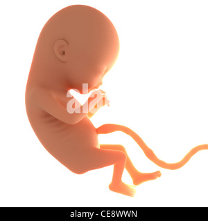Foetus de 2 mois, l'oeuvre de l'ordinateur. Banque D'Images