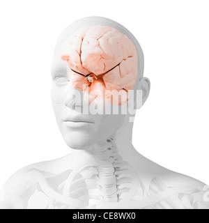 Anatomie de la tête, l'oeuvre de l'ordinateur. Banque D'Images