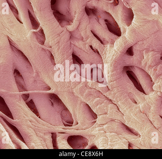 Cœur couleur de l'analyse des électrons Microphotographie SEM coeur Cordes cordons cordon sont tendineae-comme les tendons papillaire connect Banque D'Images