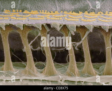 Les cellules ciliées de l'oreille interne couleur de l'analyse des électrons Microphotographie SEM dans les cellules sensorielles de la cochlée en forme de croissant, l'oreille interne Banque D'Images