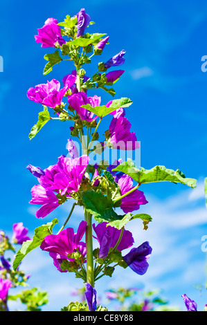 Malva sylvestris Plantes médicinales Banque D'Images