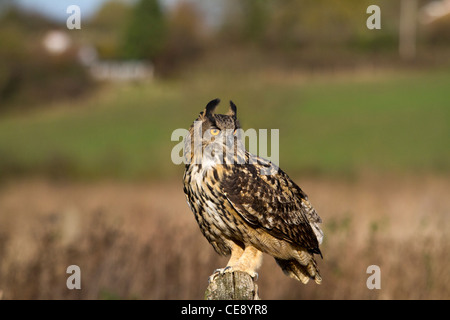 Grand owl (Bubo bubo) assis sur un post Banque D'Images