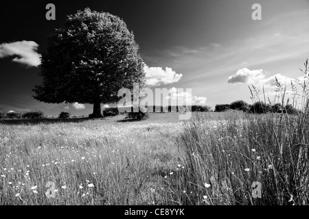 Colline de Buttercup Banque D'Images