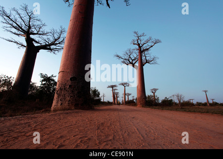 Plusieurs arbres de baobab à l'Avenue des Baobabs (ou alley) au coucher du soleil, près de Morondava, Madagascar, Afrique de l'Ouest Banque D'Images