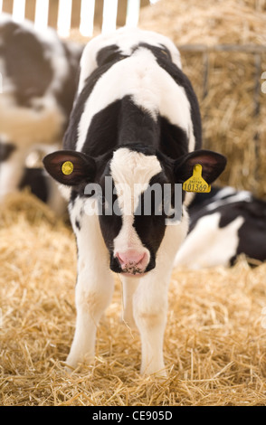 Fresian cow seul petit portrait sur paille UK Banque D'Images