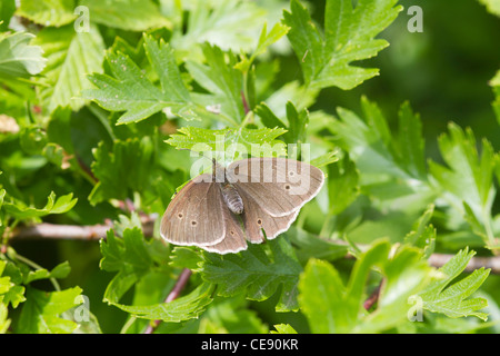 Aphantopus hyperanthus (un papillon) perché sur une feuille Banque D'Images