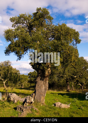 Chêne-liège, Quercus suber, portrait vertical feuillu. L'Estrémadure, Espagne. Banque D'Images