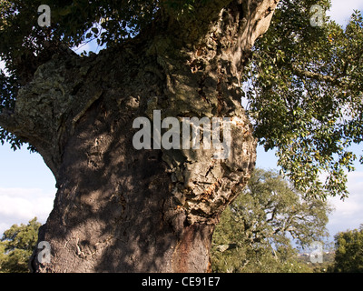 Chêne-liège, Quercus suber, portrait horizontal feuillu. Banque D'Images