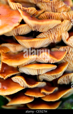 Champignon Armillaria mellea miel sur tronc d'arbre Banque D'Images