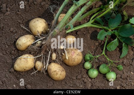 La pomme de terre (Solanum tuberosum) Dimanche. Plante avec les tubercules et les fruits verts. Banque D'Images