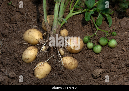 La pomme de terre (Solanum tuberosum) Dimanche. Plante avec les tubercules et les fruits verts. Banque D'Images