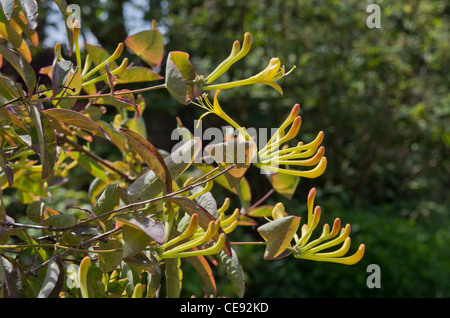 Lonicera Tragophylla Banque D'Images