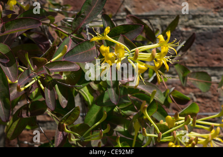 Lonicera Tragophylla Banque D'Images