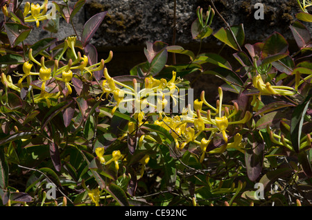 Lonicera Tragophylla Banque D'Images