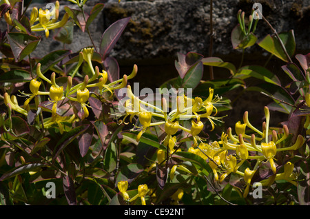 Lonicera Tragophylla Banque D'Images