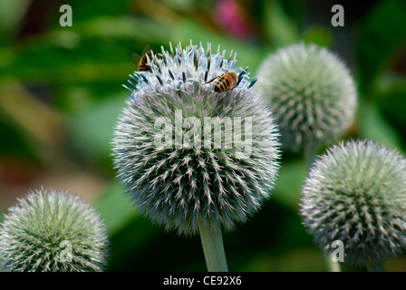 Chardon Bleu (Echinops ritro Globe 'Veitch's Blue') avec l'alimentation des abeilles et la collecte du pollen Banque D'Images