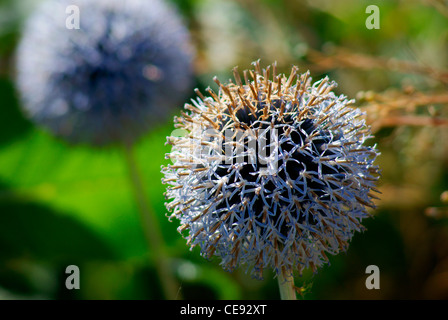 Chardon Bleu floraison Globe Echinops ritro 'Veitch's Blue' Banque D'Images